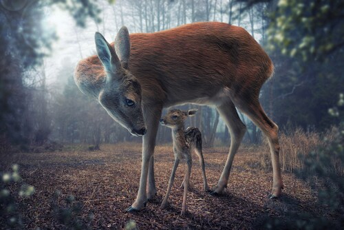 Papermoon Fototapete »Photo-Art JOHN WILHELM, MUTTER UND KITZ« günstig online kaufen