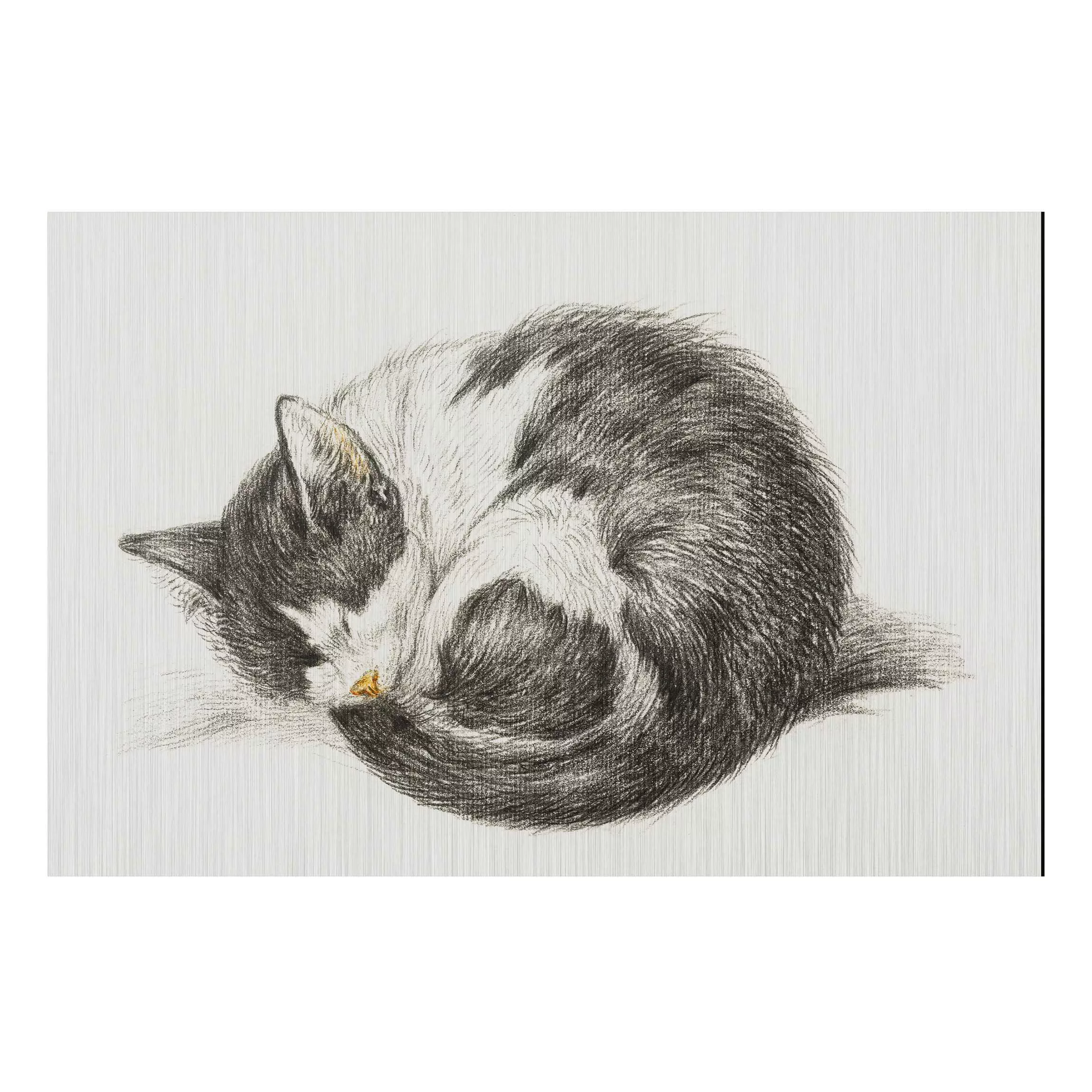 Alu-Dibond Bild Tiere - Querformat 3:2 Vintage Zeichnung Katze II günstig online kaufen