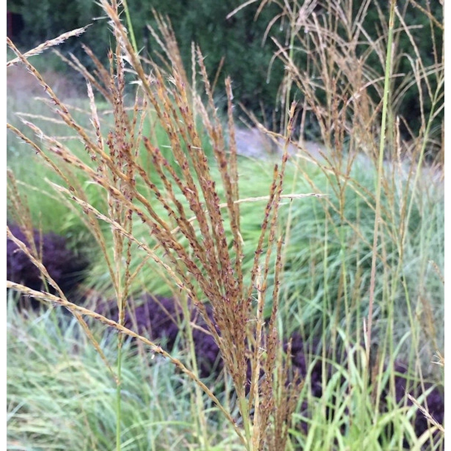 Taiwanesisches Schilf - Miscanthus transmorrisonensis günstig online kaufen