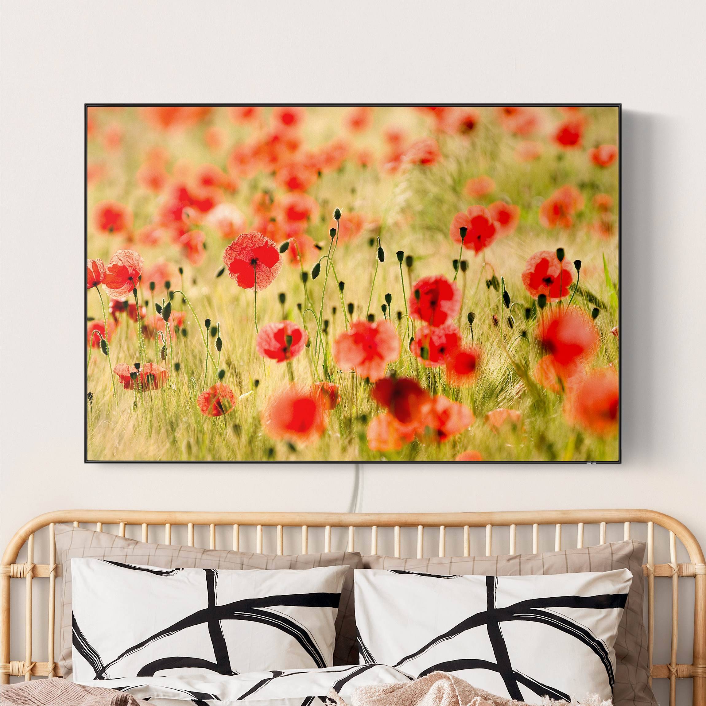 LED-Wechselbild Summer Poppies günstig online kaufen