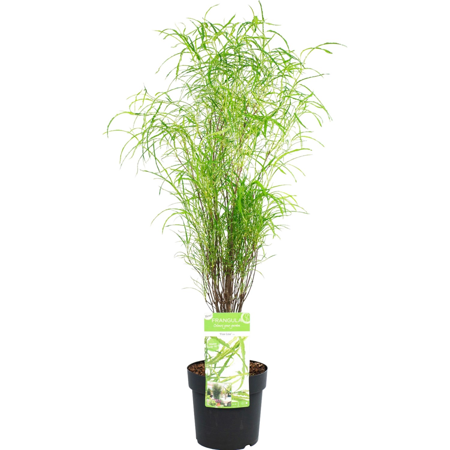GROW by OBI Farnblättriges Pulverholz Fine Line Höhe 50-60 cm Topf 5 l Rham günstig online kaufen