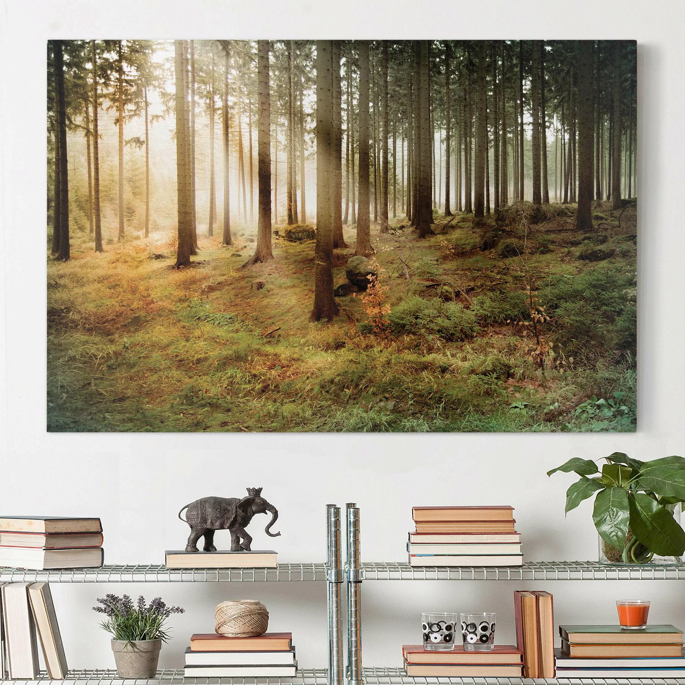 Leinwandbild Wald - Querformat Morning Forest günstig online kaufen