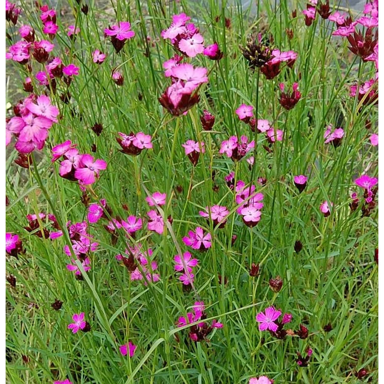 Rote Karthäuser Nelke - Dianthus carthusianorum günstig online kaufen