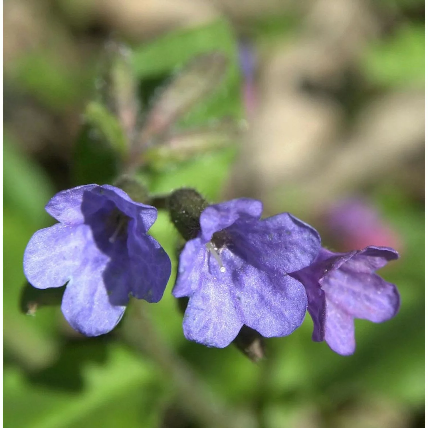 Schmalblättriges Lungenkraut - Pulmonaria angustifolia günstig online kaufen