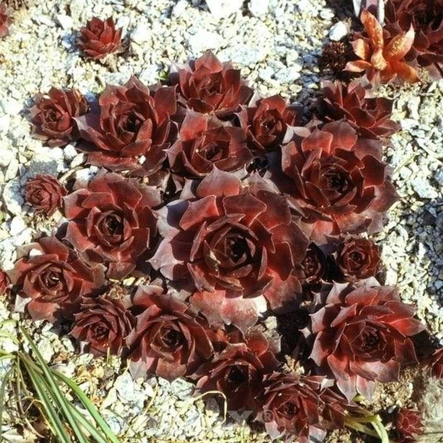 Hauswurz Othello - Sempervivum tectorum günstig online kaufen