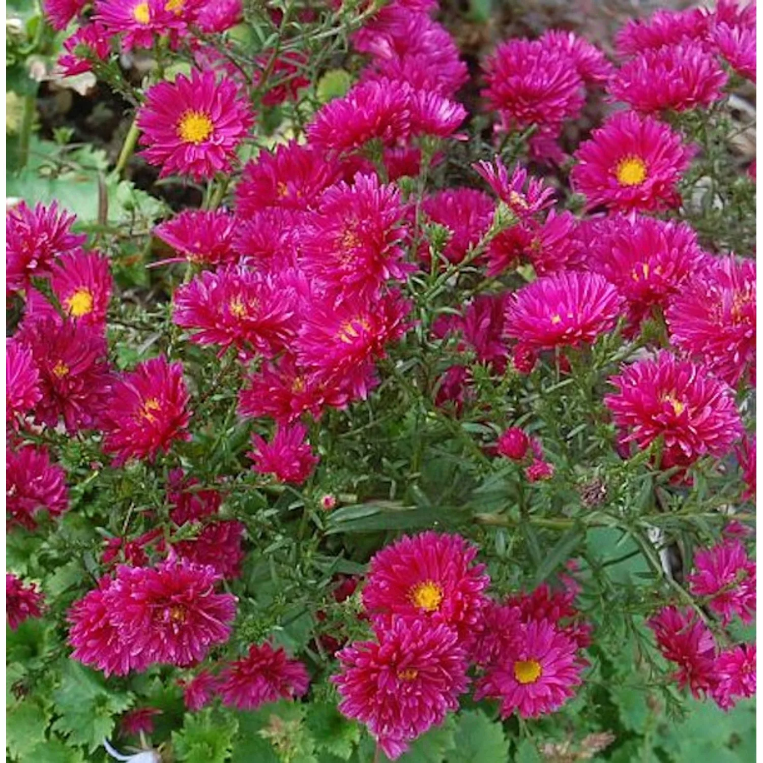 Glattblattaster Royal Ruby - Aster novi belgii günstig online kaufen