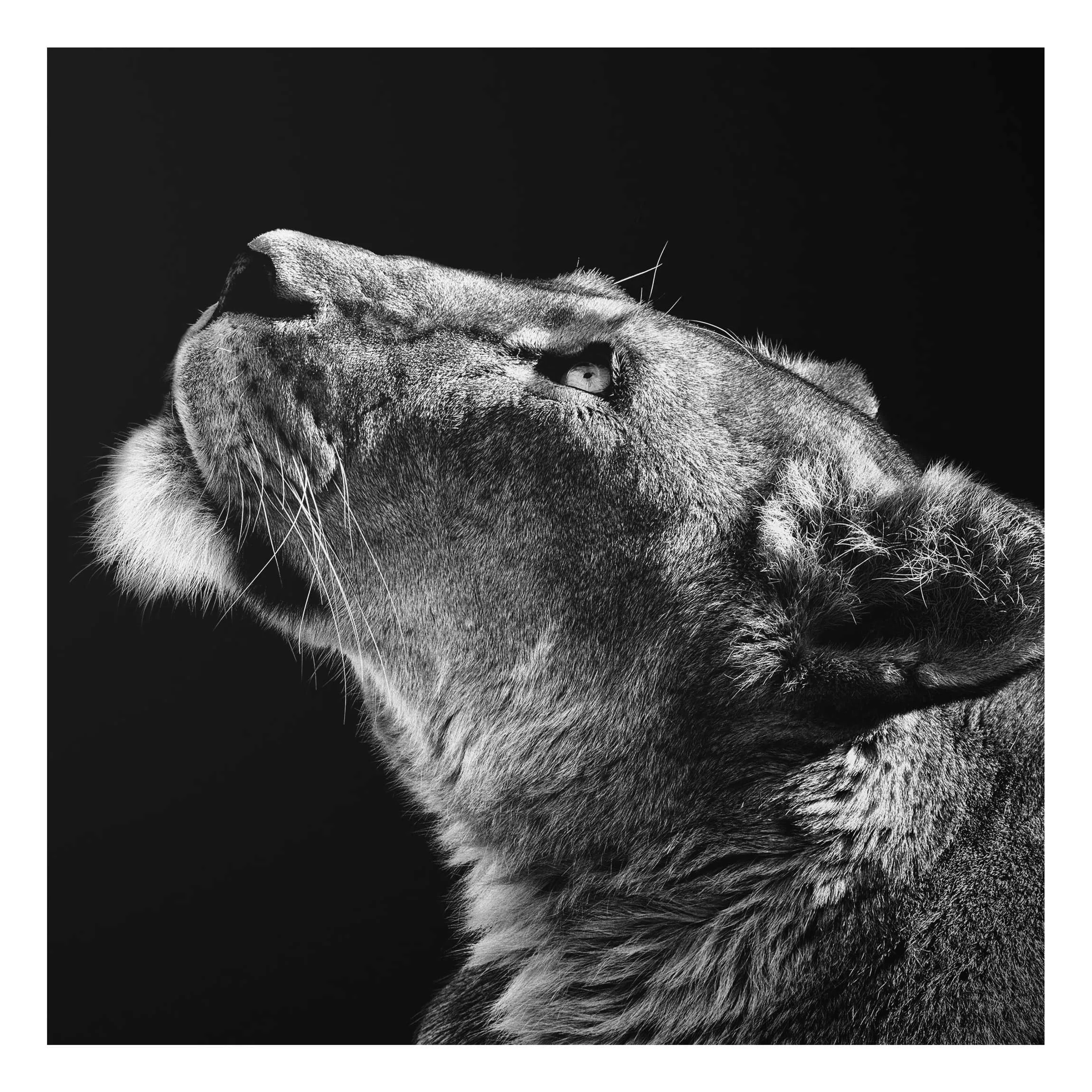 Alu-Dibond Bild Schwarz-Weiß - Quadrat Portrait einer Löwin günstig online kaufen