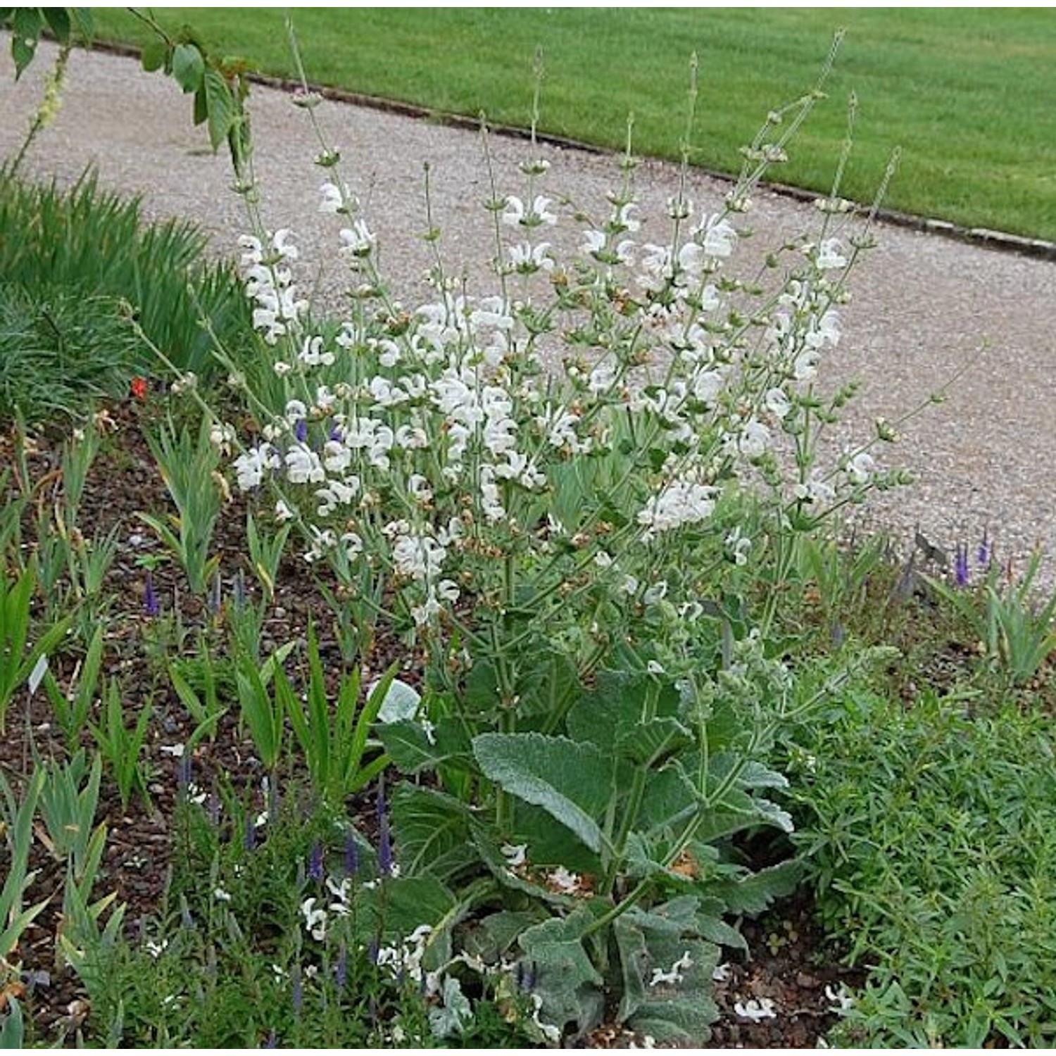 Muskatellersalbei Vatican White - Salvia sclarea günstig online kaufen