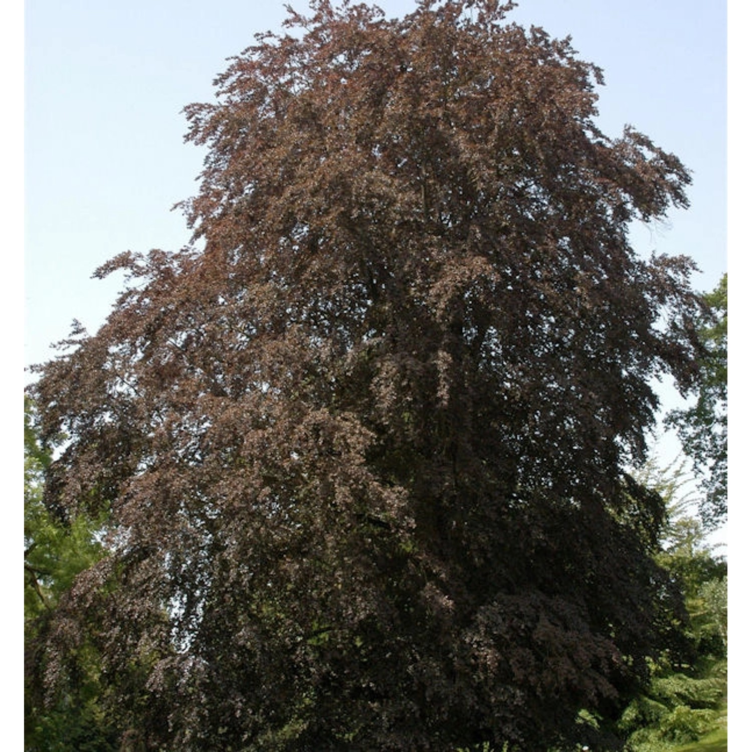 Blutbuche 60-80cm - Fagus sylvatica günstig online kaufen