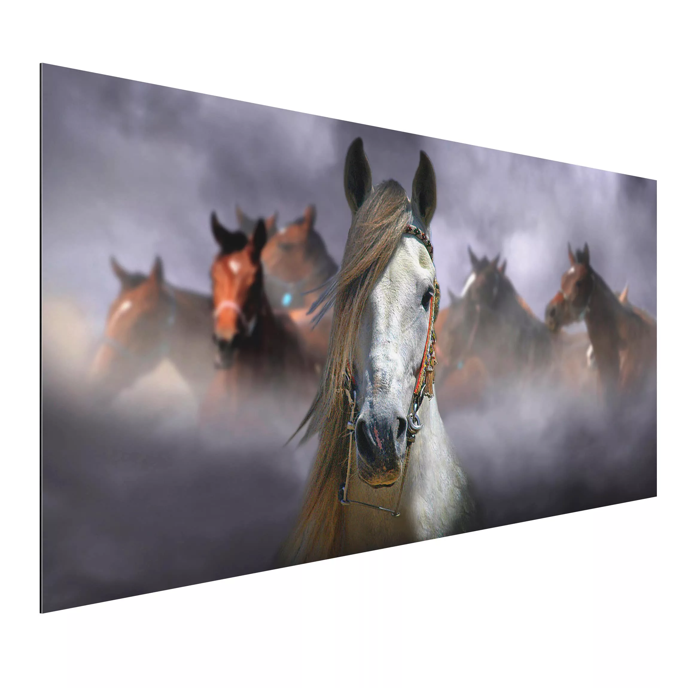 Alu-Dibond Bild Tiere - Querformat Horses in the Dust günstig online kaufen