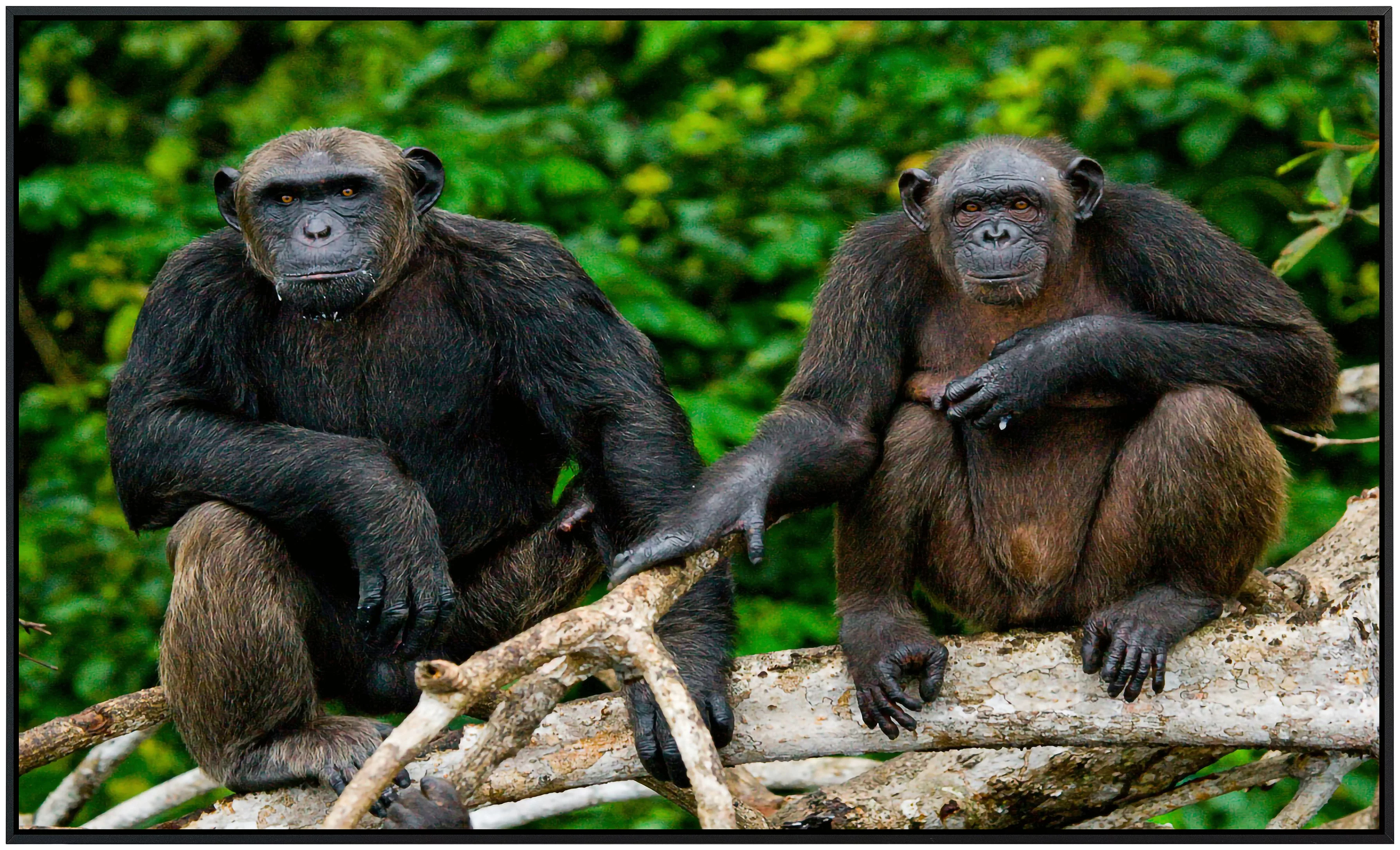 Papermoon Infrarotheizung »Schimpansen aus dem Kongo« günstig online kaufen