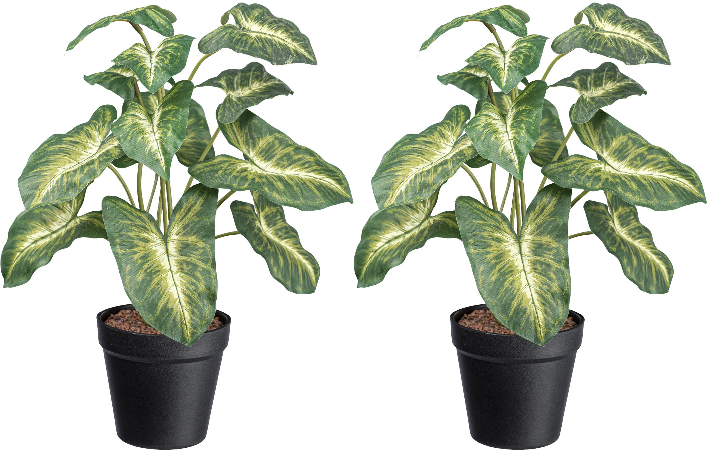 Creativ green Künstliche Zimmerpflanze "Syngonium Pixie", mit grüngelben Bl günstig online kaufen