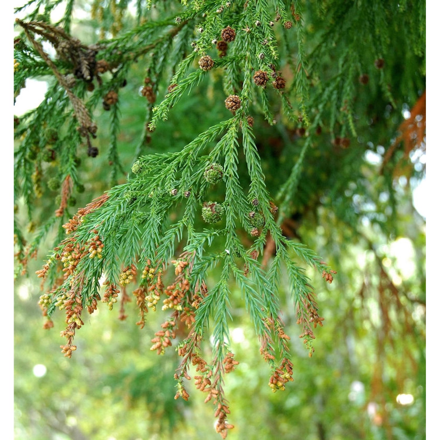 Sicheltanne 40-60cm - Cryptomeria japonica günstig online kaufen