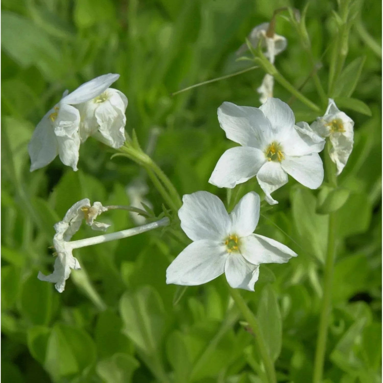 Wilder Phlox Ariane - Phlox stolonifera günstig online kaufen