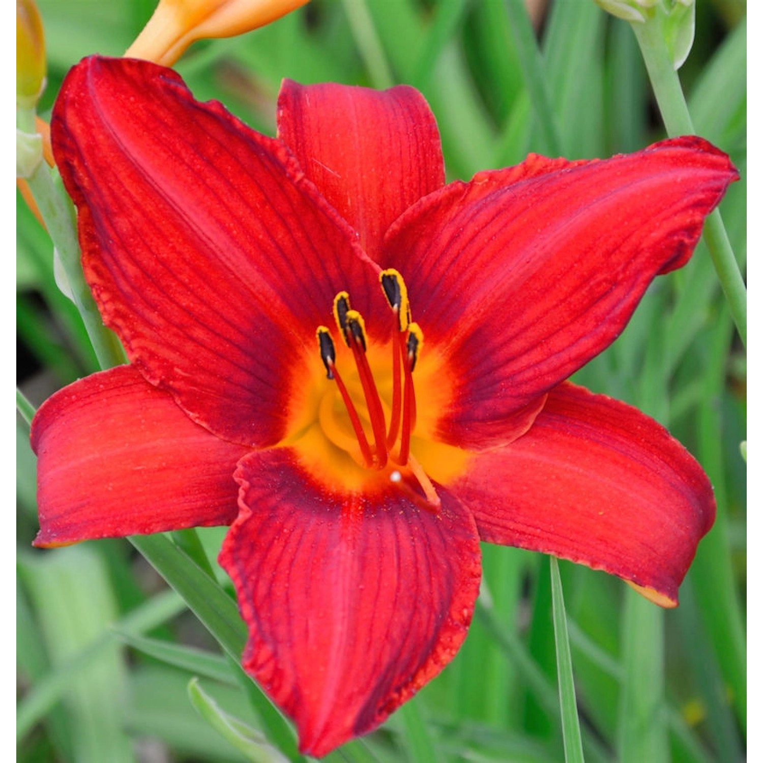 Taglilie Christmas Is - Hemerocallis günstig online kaufen