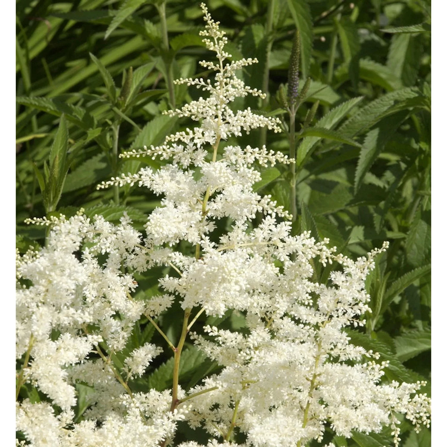 Prachtspiere Astary-R- White - Astilbe arendsii günstig online kaufen