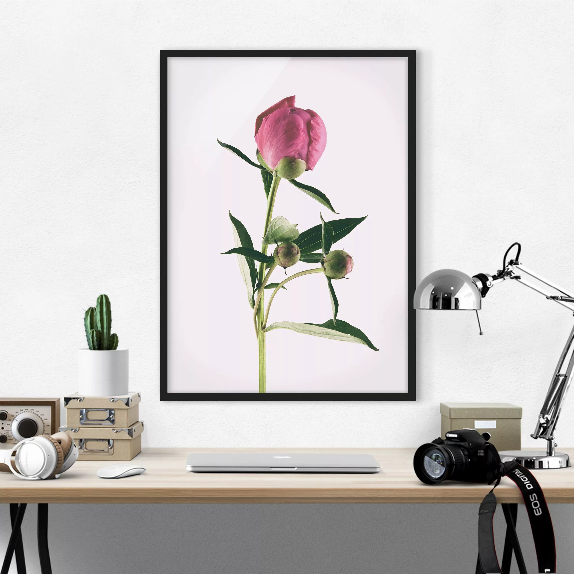 Bild mit Rahmen Blumen - Hochformat Pfingstrose Pink auf Weiß günstig online kaufen
