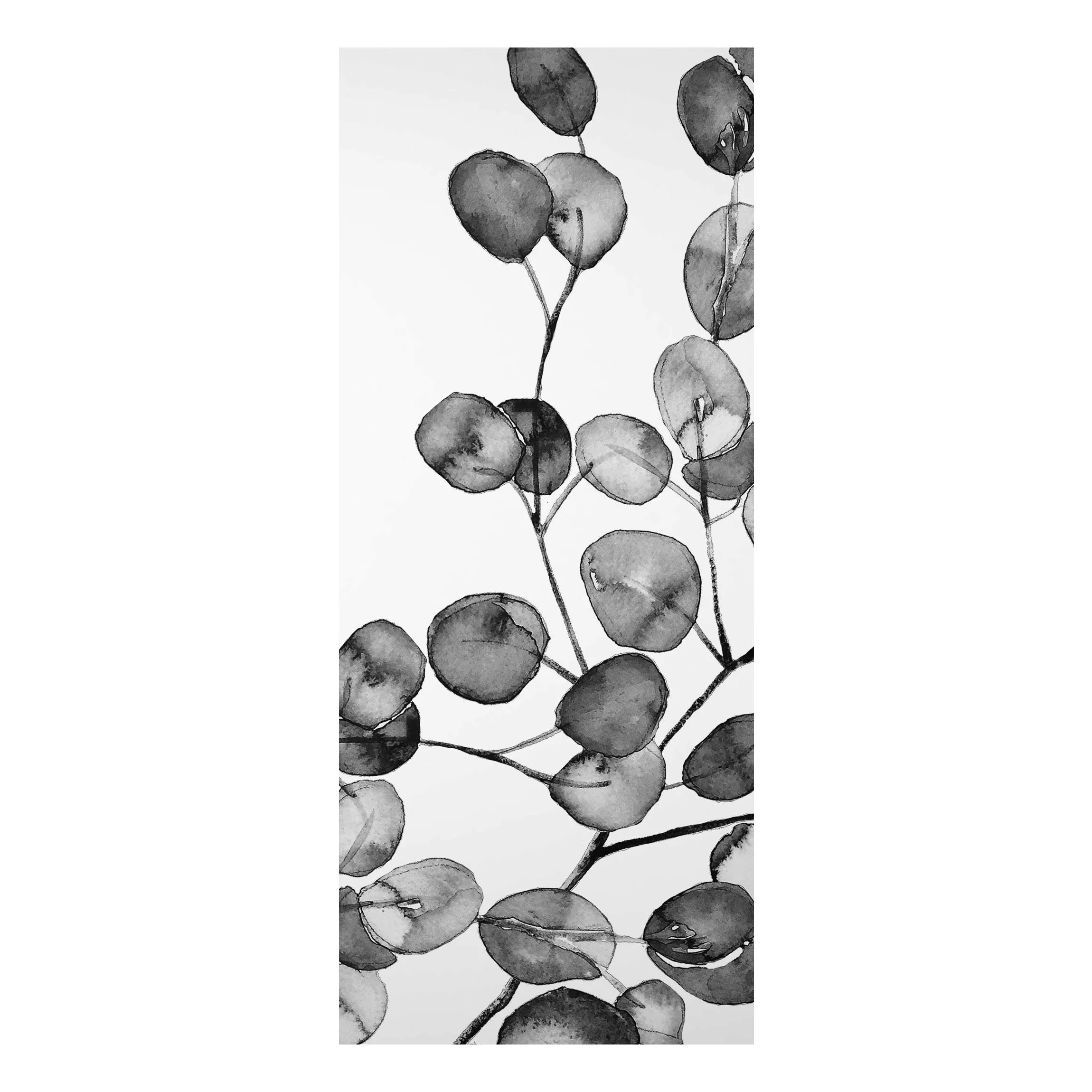 Alu-Dibond Bild Schwarz Weiß Aquarell Eukalyptuszweig günstig online kaufen