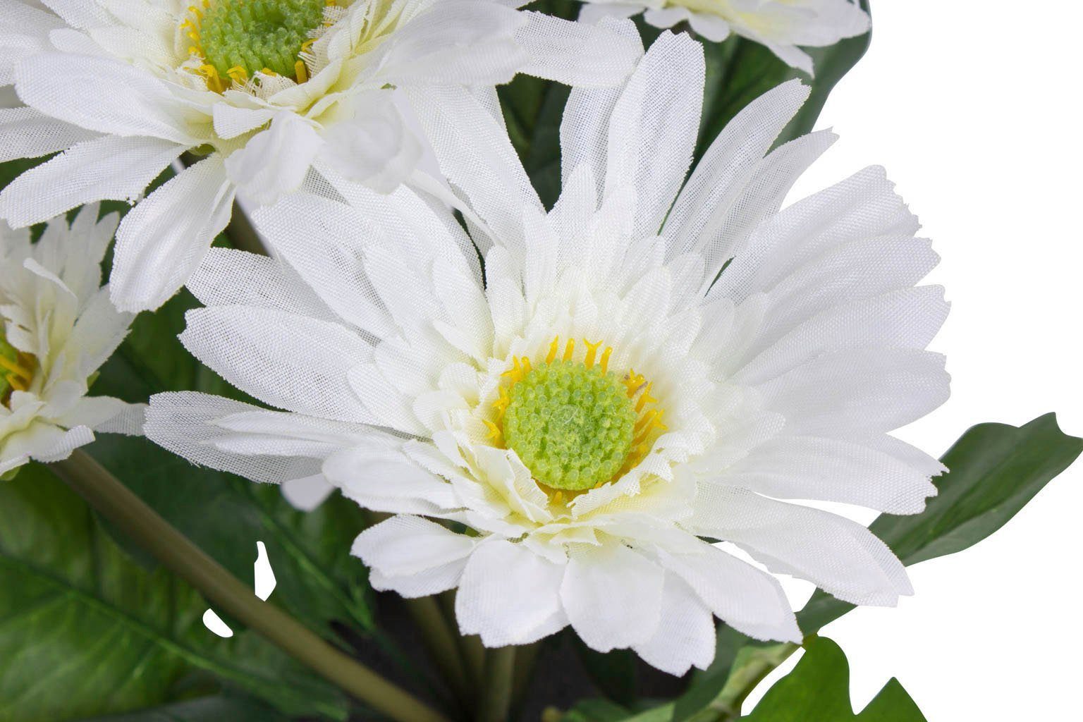 Botanic-Haus Kunstblume "Gerbera mit 5 Blüten" günstig online kaufen