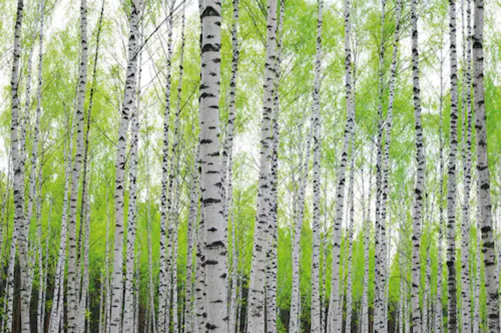 Papermoon Fototapete »Birch Forest«, matt günstig online kaufen