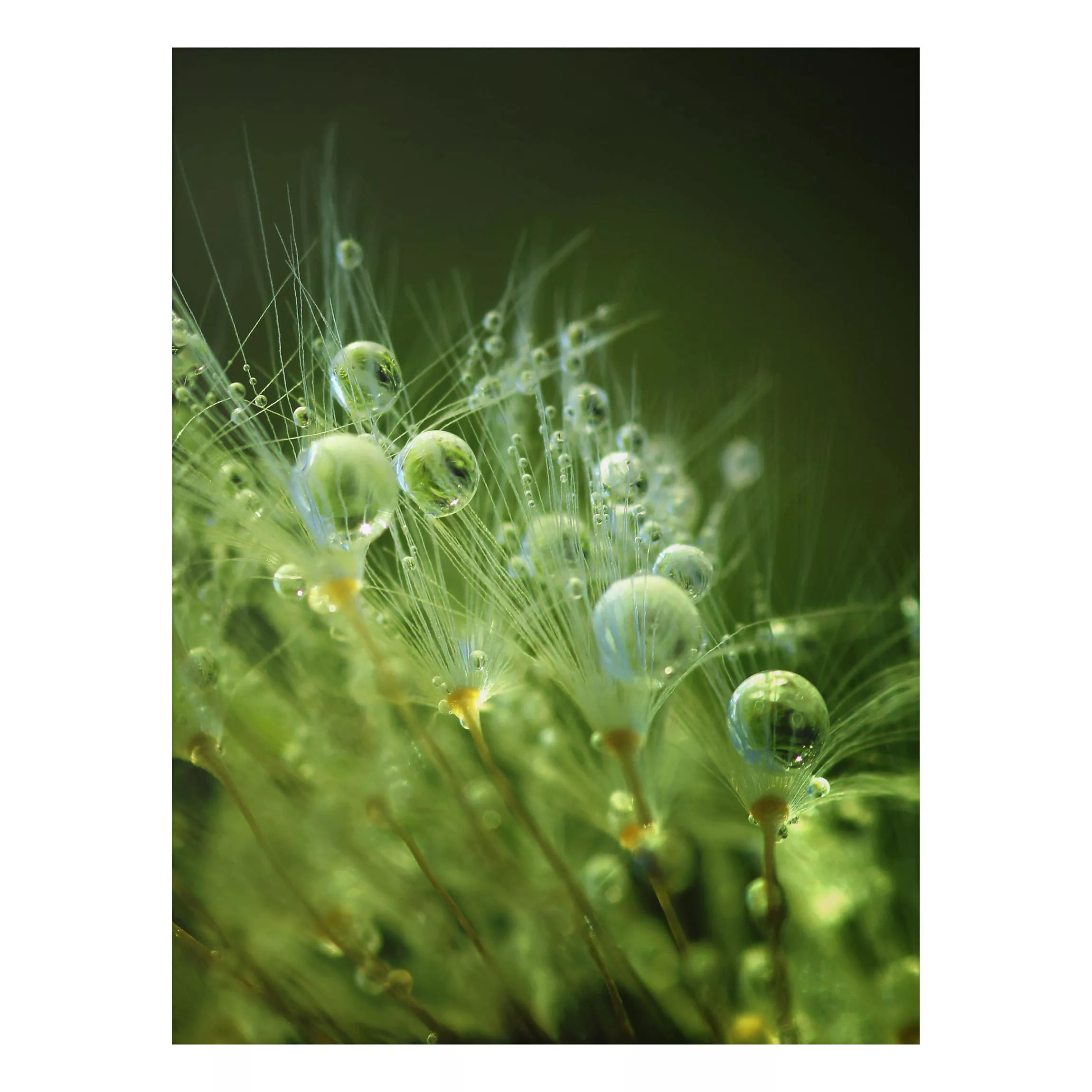 Alu-Dibond Bild Blumen - Hochformat 3:4 Grüne Samen im Regen günstig online kaufen