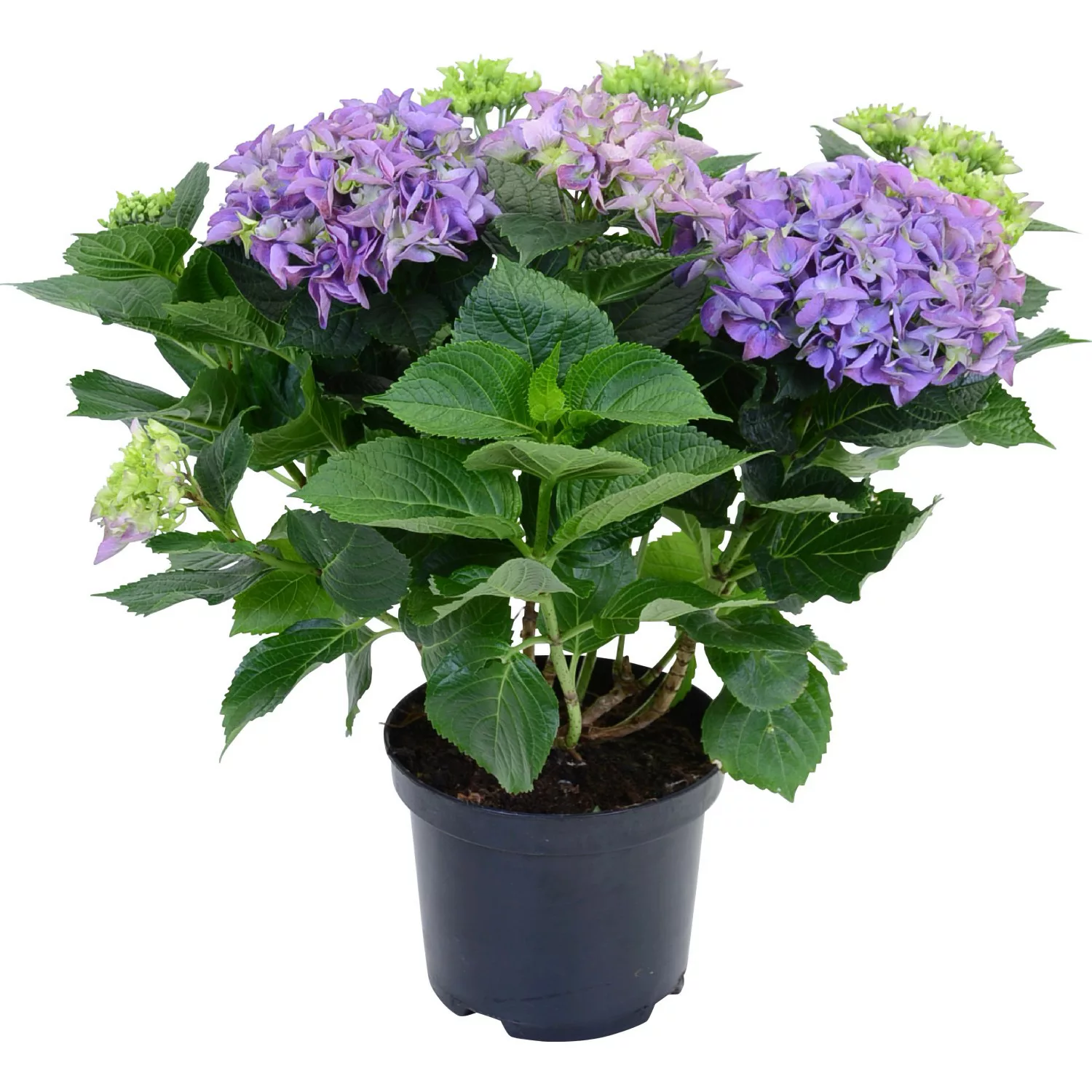 Bauernhortensie Blau Höhe ca. 45 cm Topf ca. 5 l Hydrangea Macrophylla günstig online kaufen