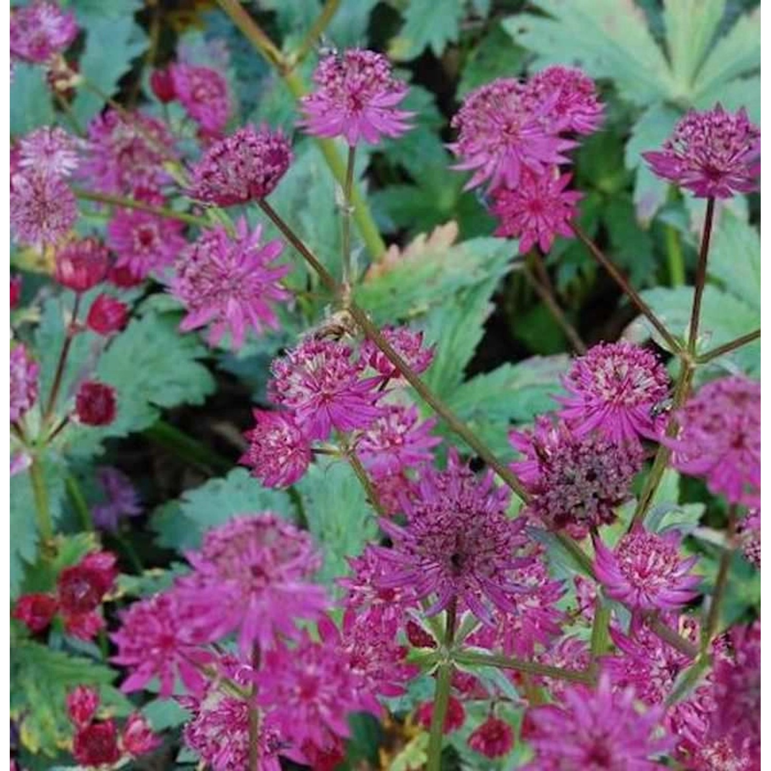 Sterndolde Ruby Wedding - Astrantia major günstig online kaufen