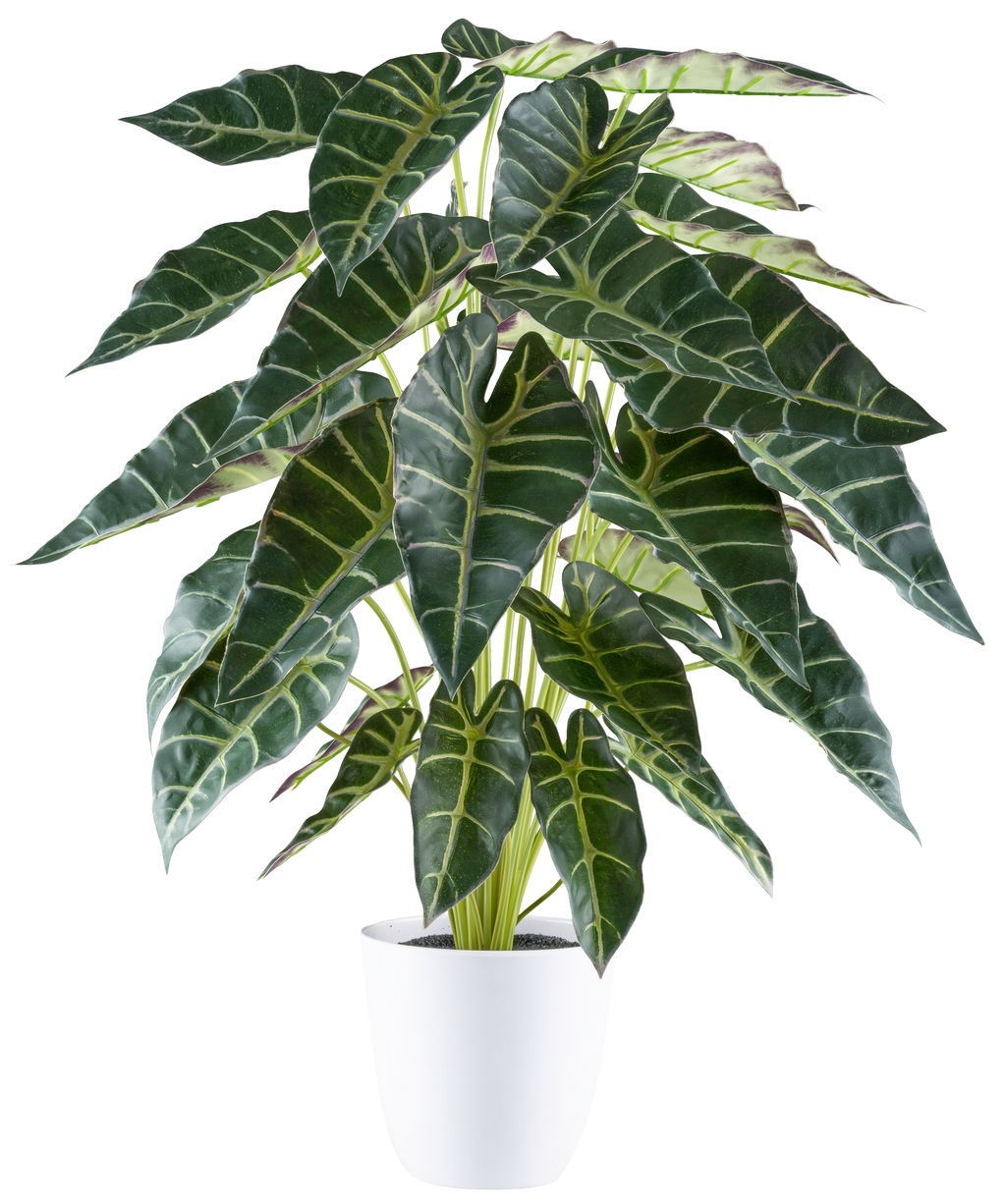 Creativ green Kunstpflanze "Alocasia", mit zahlreichen Blättern günstig online kaufen