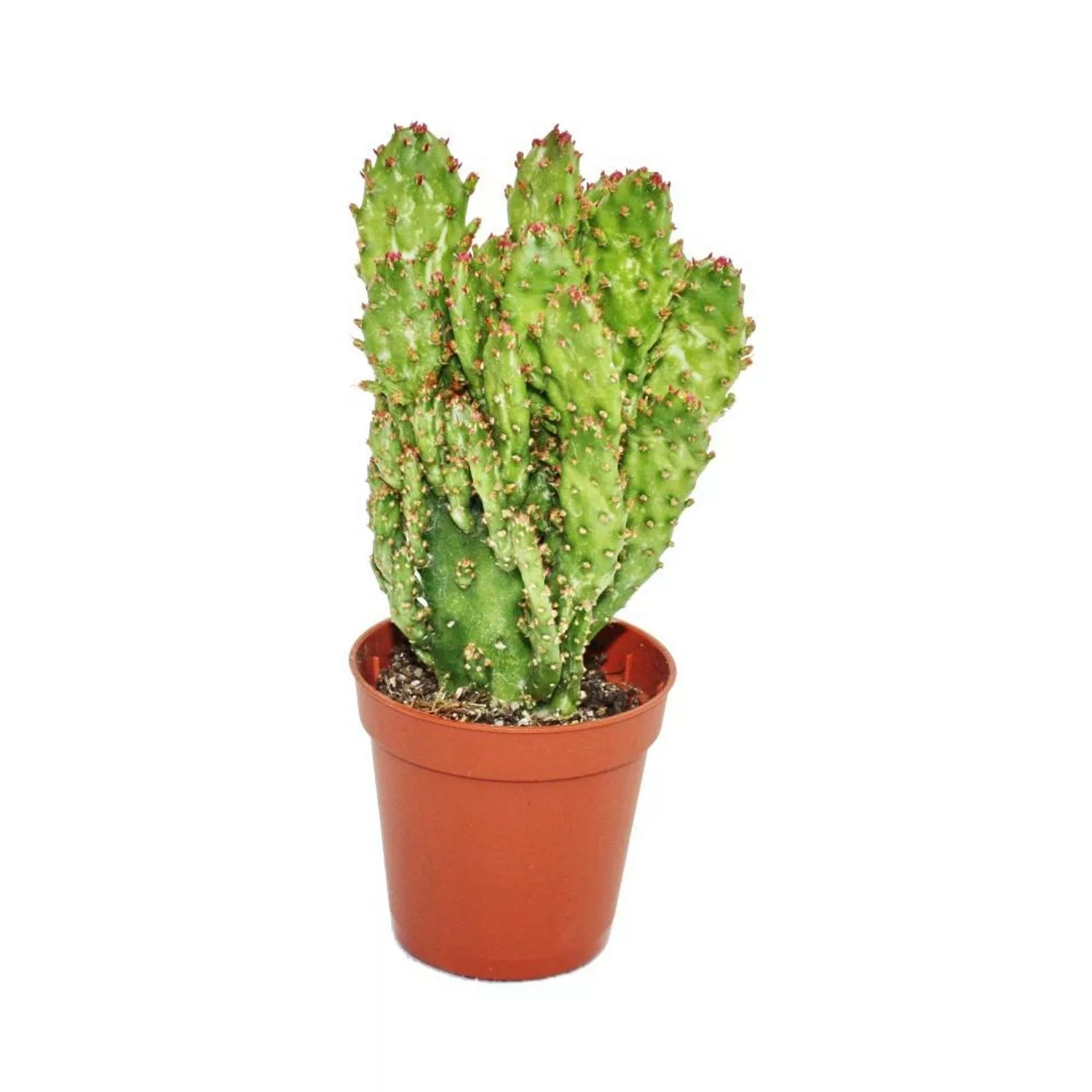 Exotenherz Opuntia Monacantha Variegata Mittelgrosse Pflanze im 8,5cm Topf günstig online kaufen