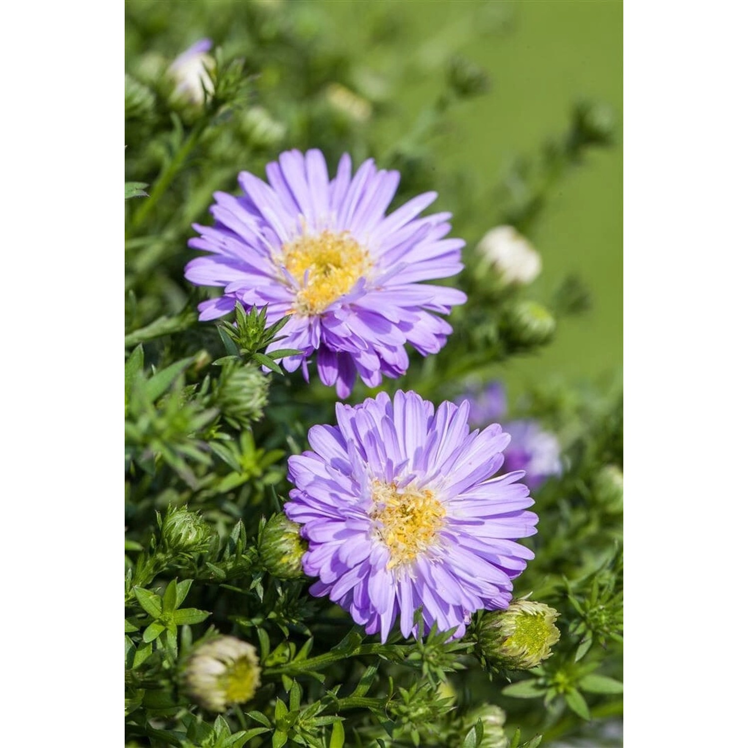 Aster Dumosus Kissenaster Hellblau Ca. 9x9 cm Topf günstig online kaufen