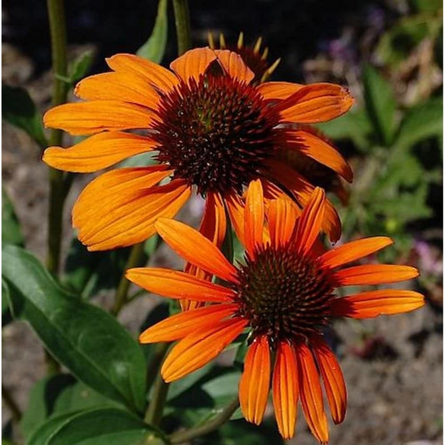 Sonnenhut Tiki Torch - Echinacea purpurea günstig online kaufen