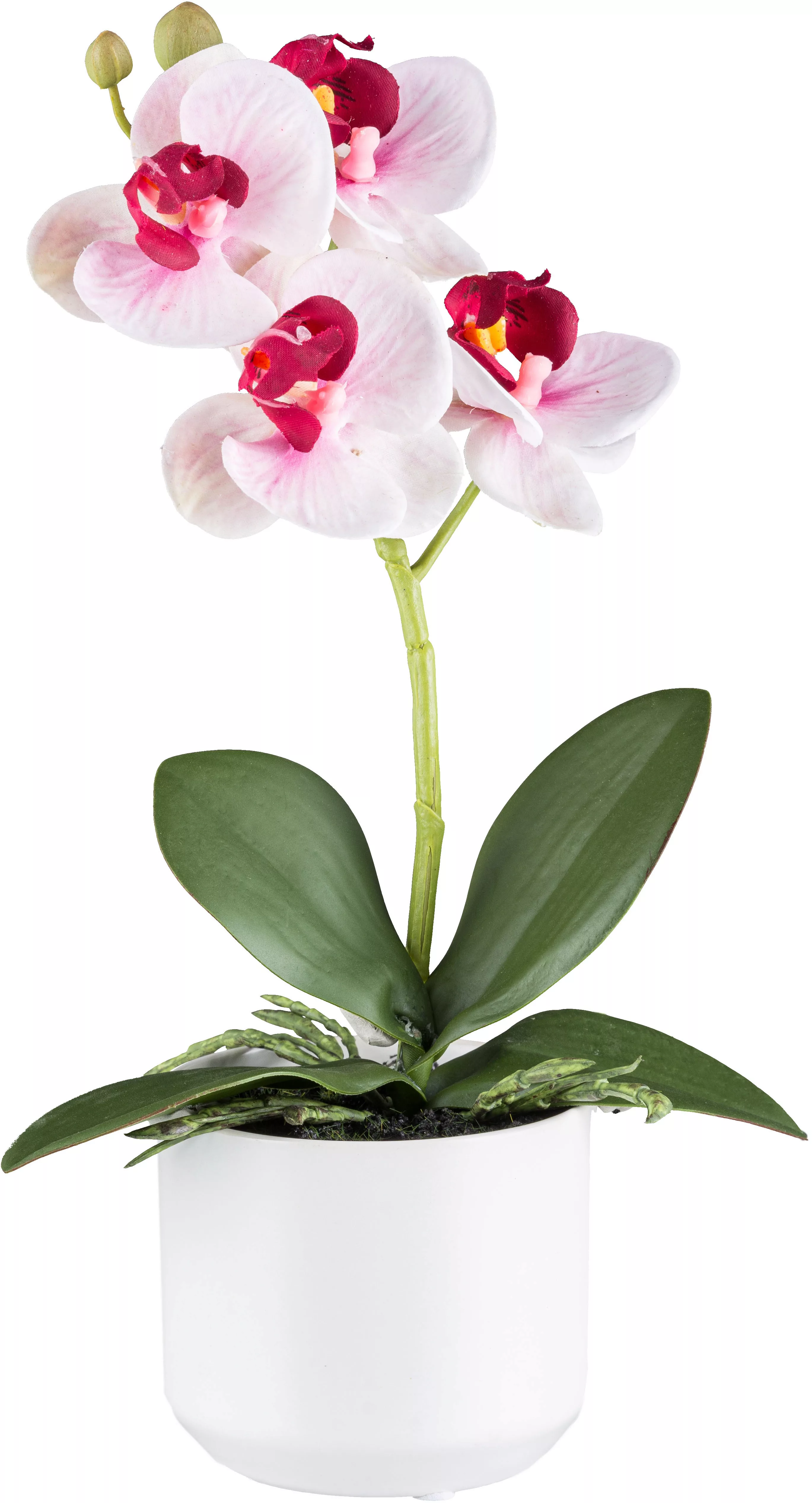 Creativ green Kunstorchidee "Orchidee Phalaenopsis", mit real-touch-Blüten günstig online kaufen