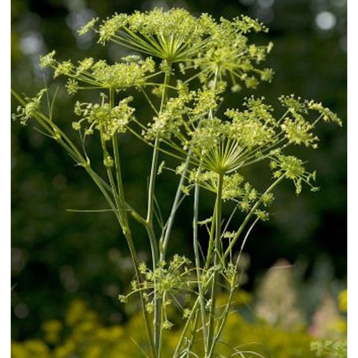 Echter Haarstrang - Peucedanum officinale günstig online kaufen