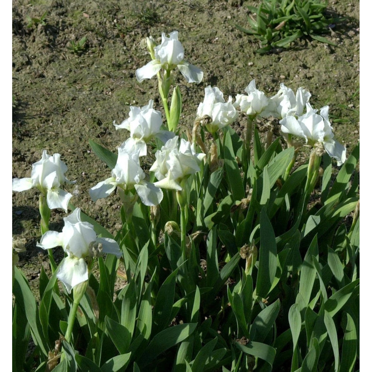 Zwergschwertlilie Lilly White - Iris barbata nana günstig online kaufen