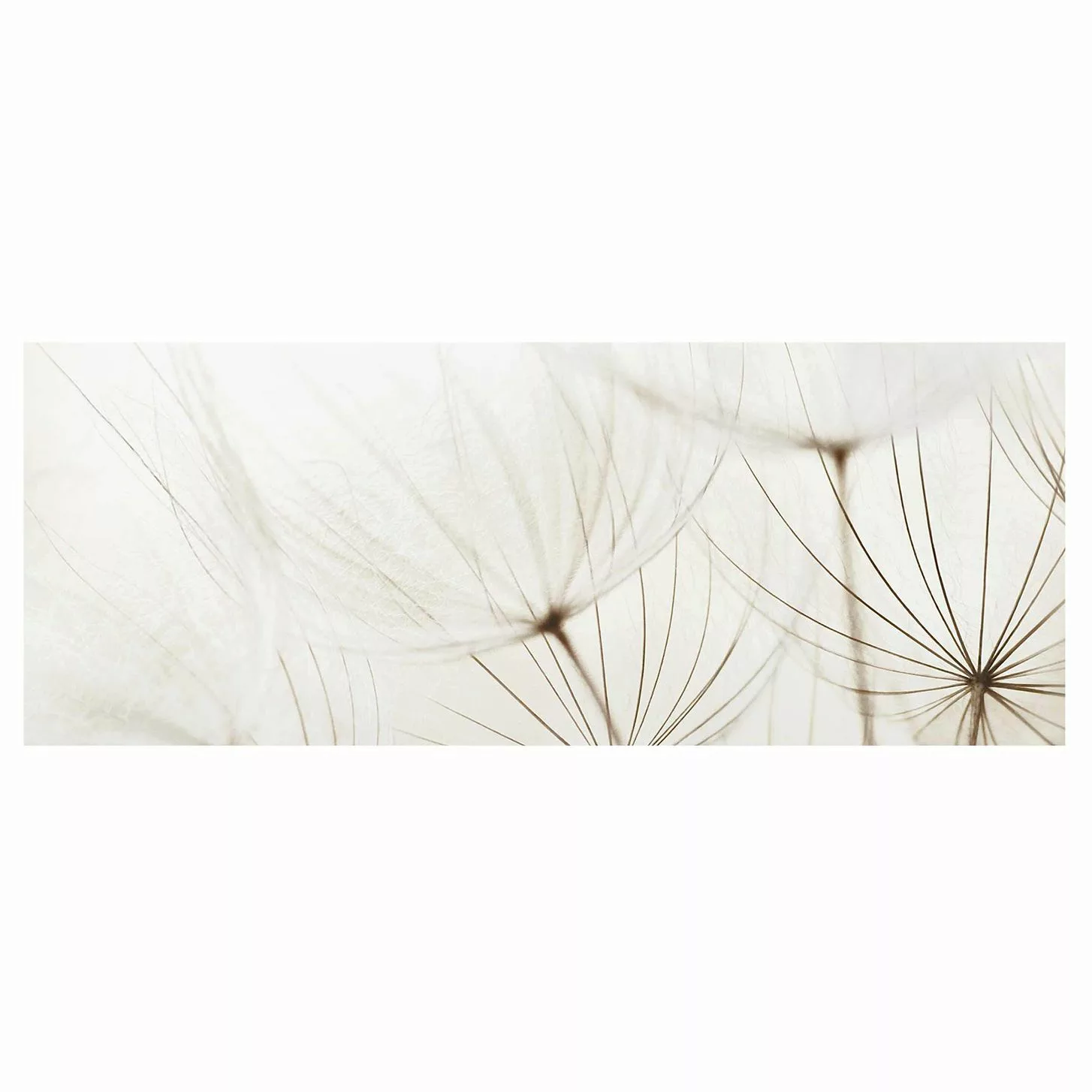 Glasbild Blumen - Panorama Sanfte Gräser günstig online kaufen