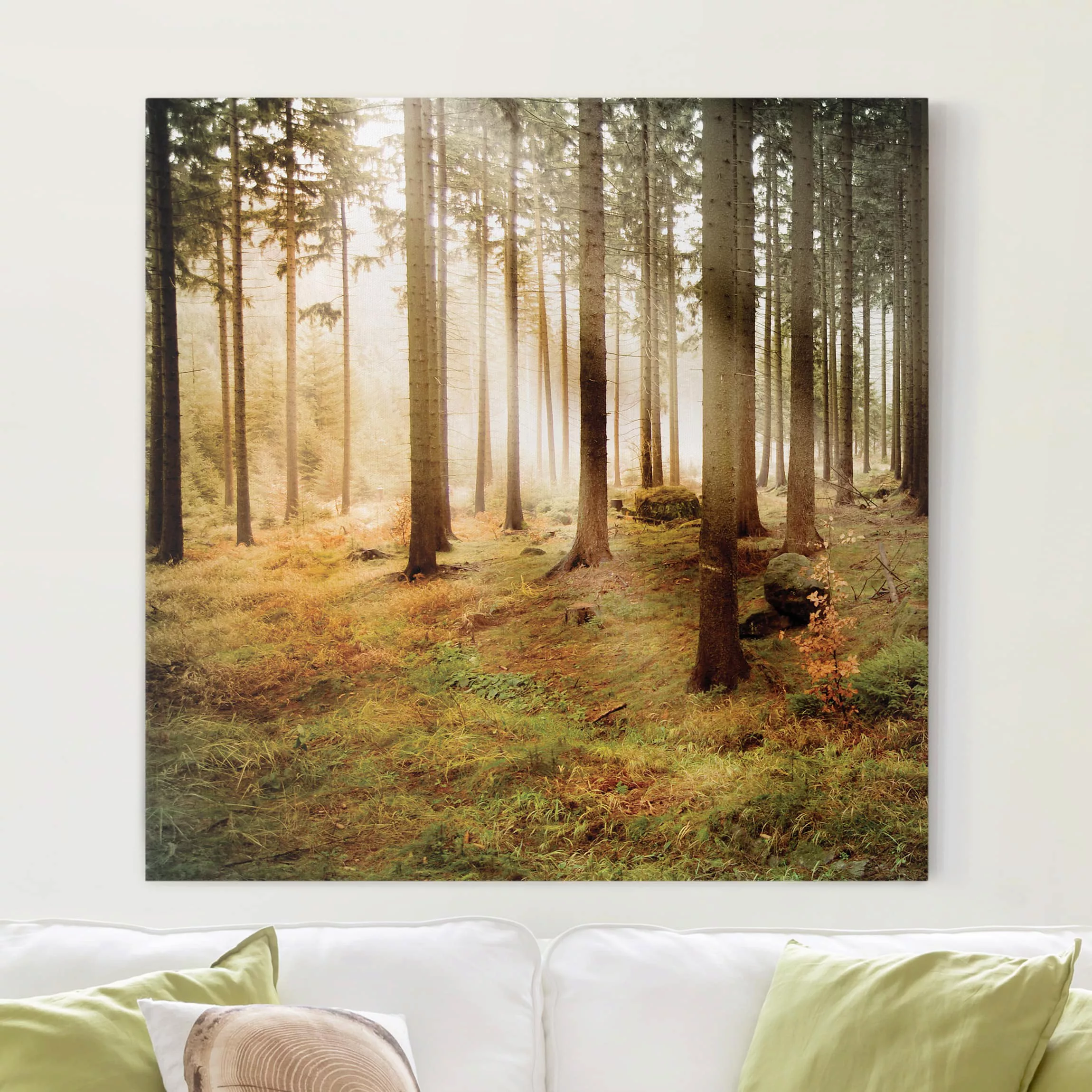 Leinwandbild Wald - Quadrat Morning Forest günstig online kaufen