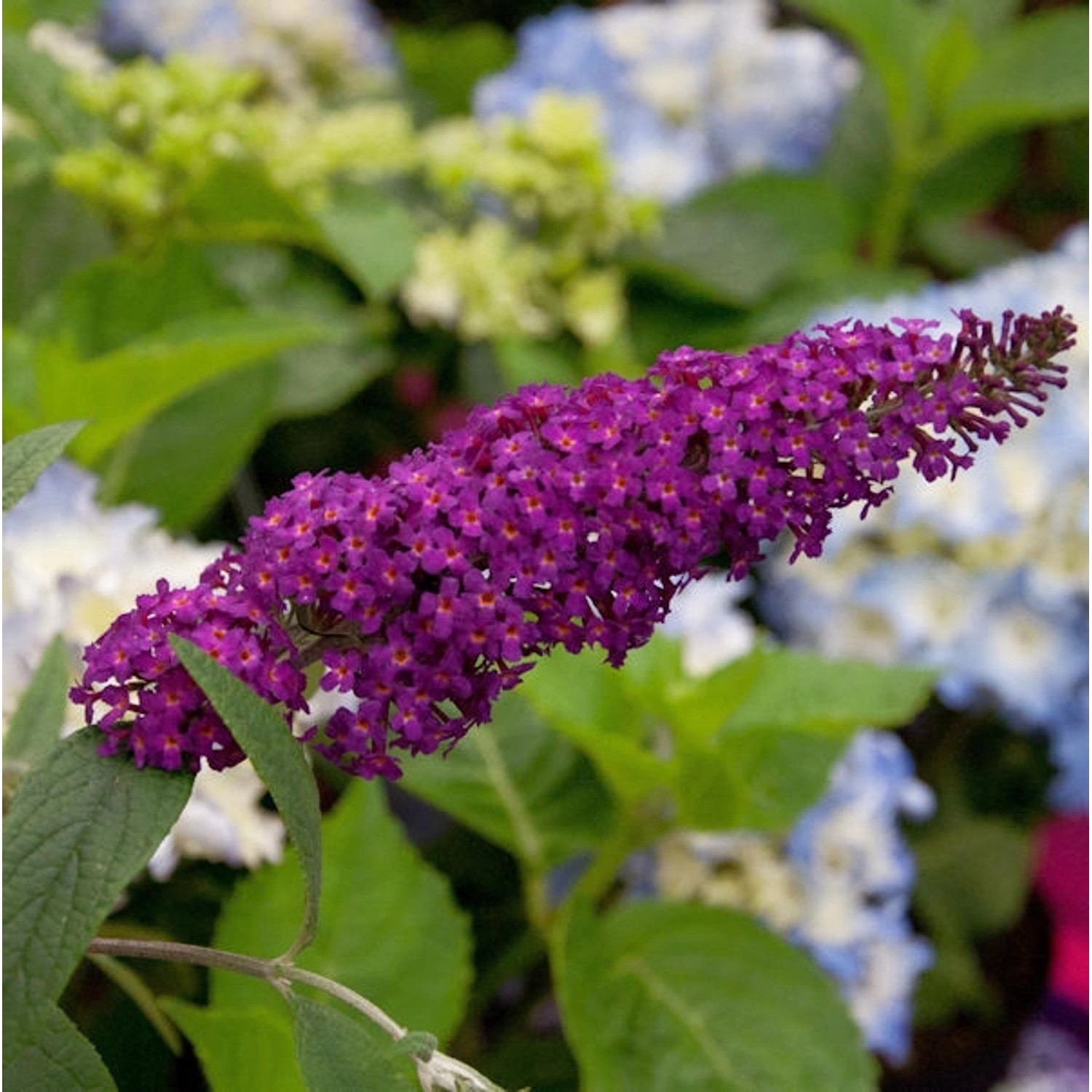 Sommerflieder Sugar Plum rot 40-60cm - Buddleja günstig online kaufen