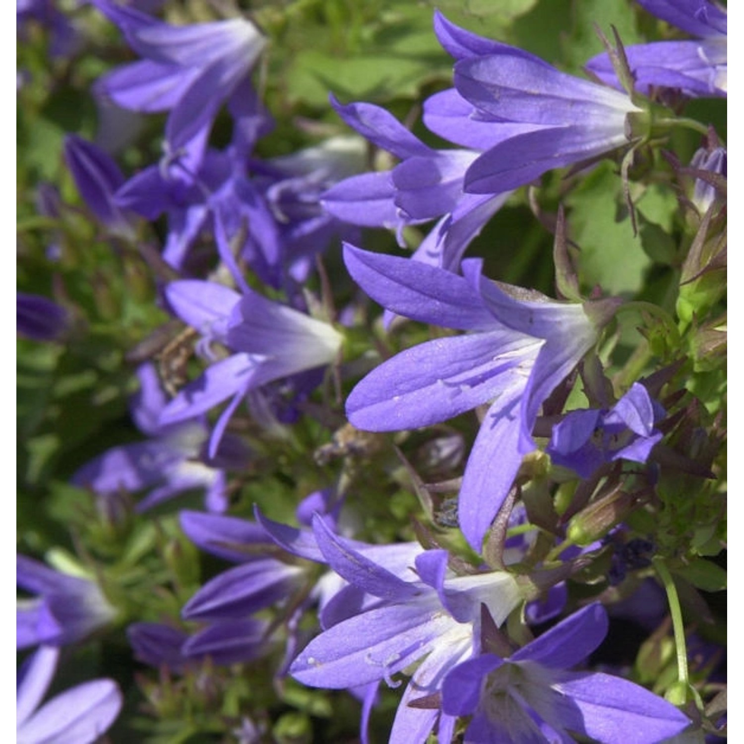 Glockenblume Stella - Campanula poscharskyana günstig online kaufen