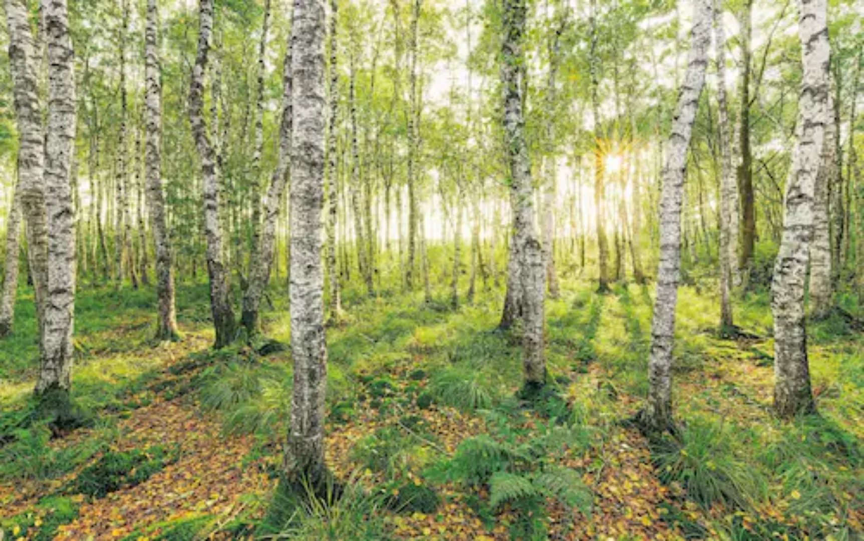 Komar Vliestapete »Birch Trees« günstig online kaufen