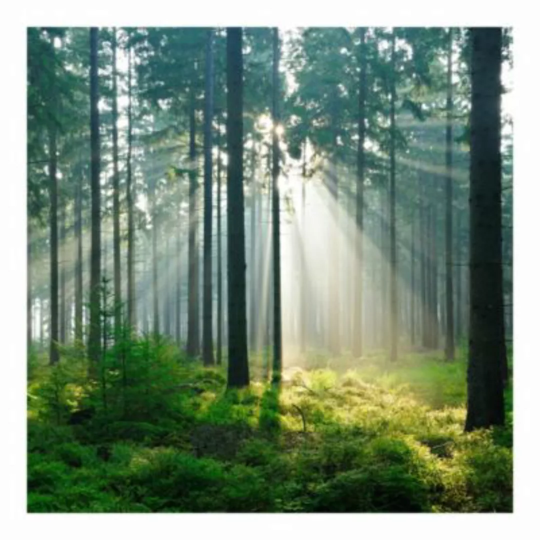Bilderwelten Fototapete Enlightened Forest grün Gr. 384 x 255 günstig online kaufen