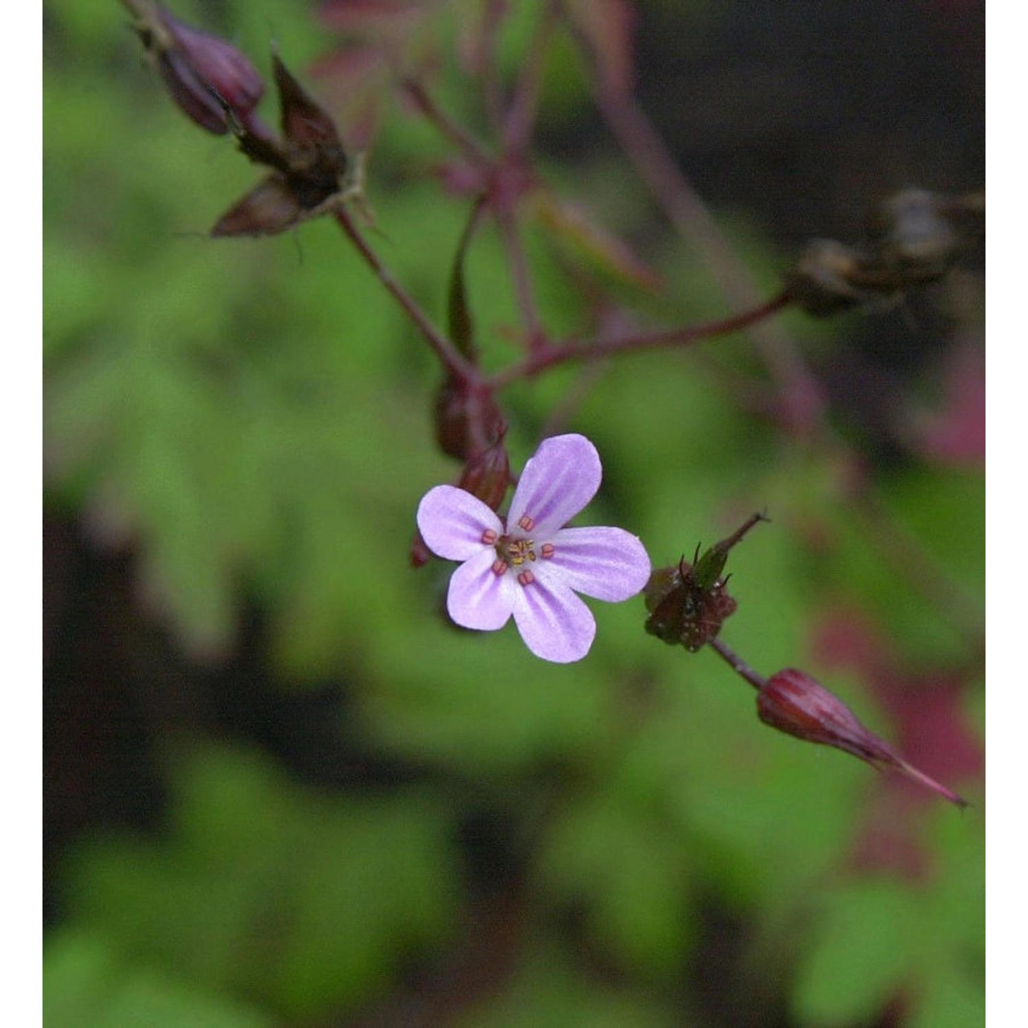 Stinkender Storchschnabel - Geranium robertianum günstig online kaufen