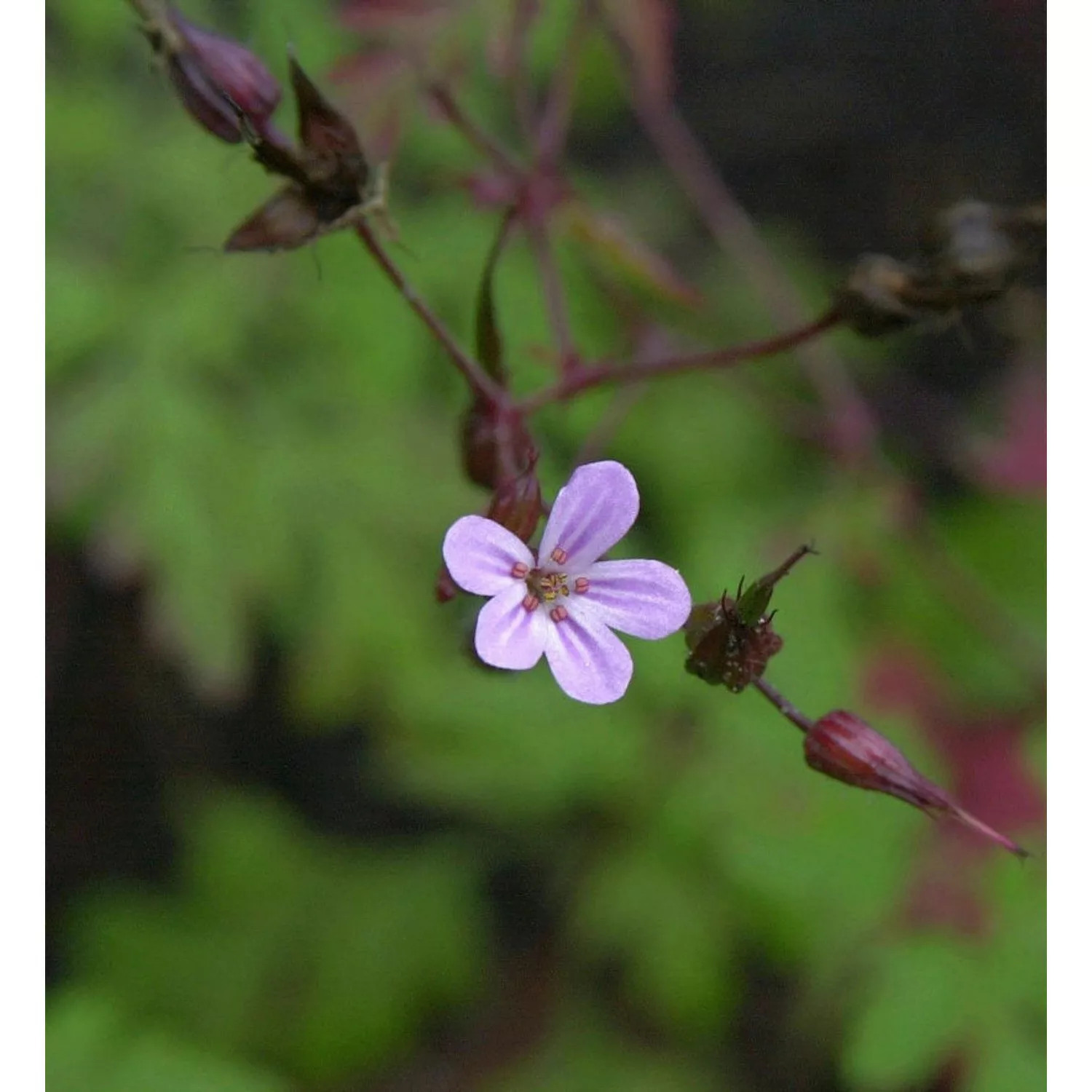 Stinkender Storchschnabel - Geranium robertianum günstig online kaufen