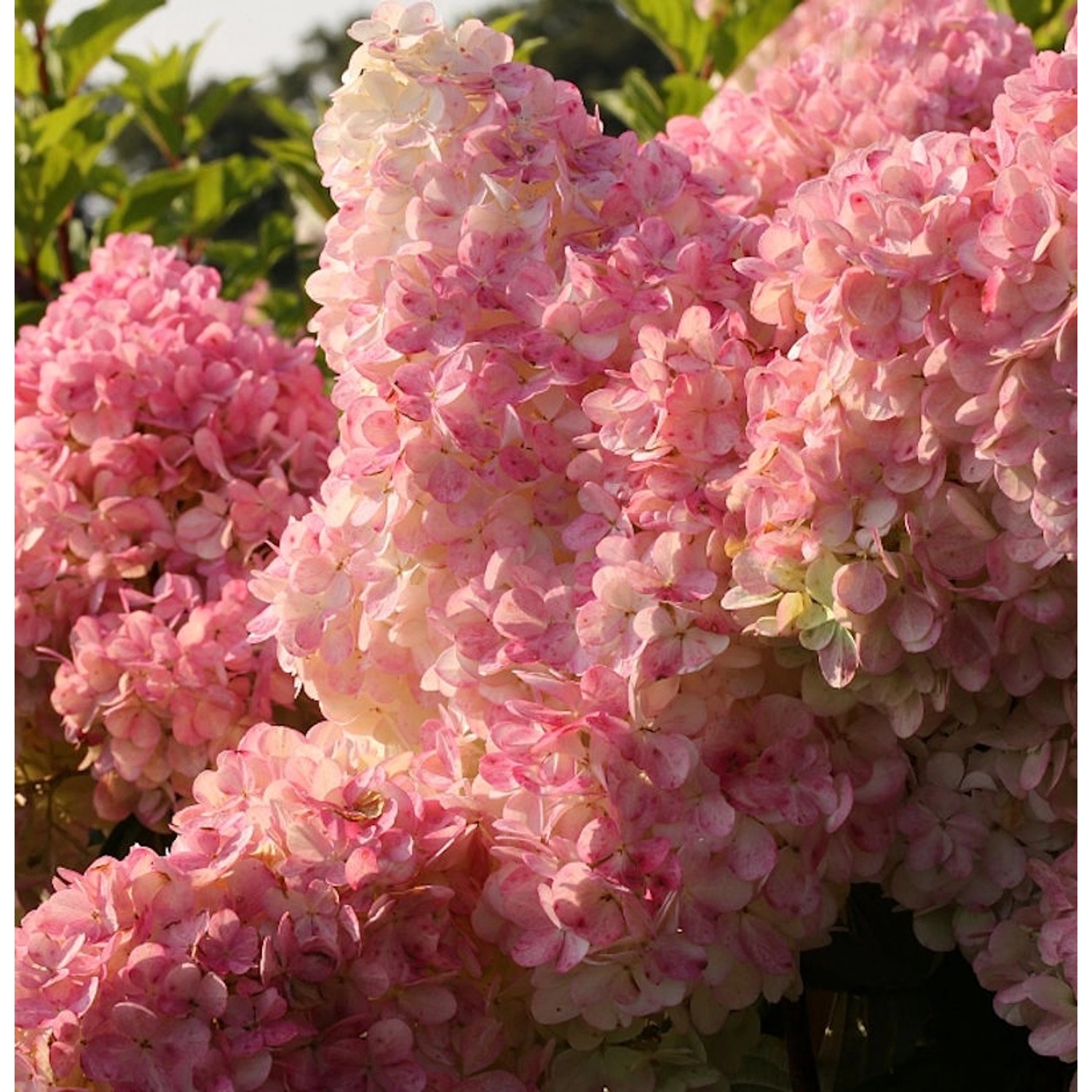 Rispenhortensie Vanille Fraise 40-60cm - Hydrangea paniculata günstig online kaufen