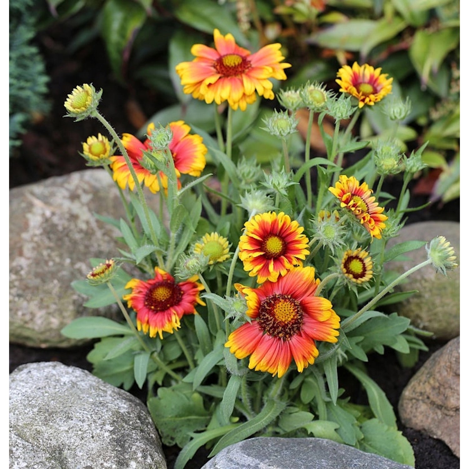 Kokardenblume Arizona Sun - Gaillardia aristata günstig online kaufen