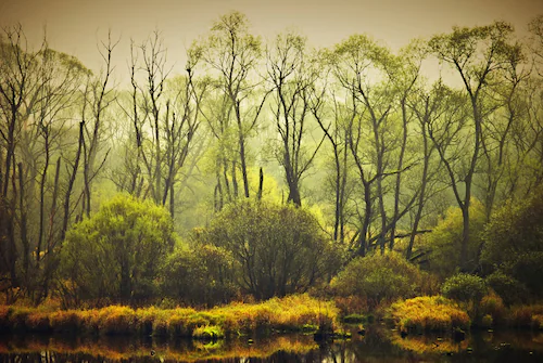 Papermoon Fototapete »BÄUME-NATUR LANDSCHAFT HERBST WALD DSCHUNGEL SEE WÄLD günstig online kaufen