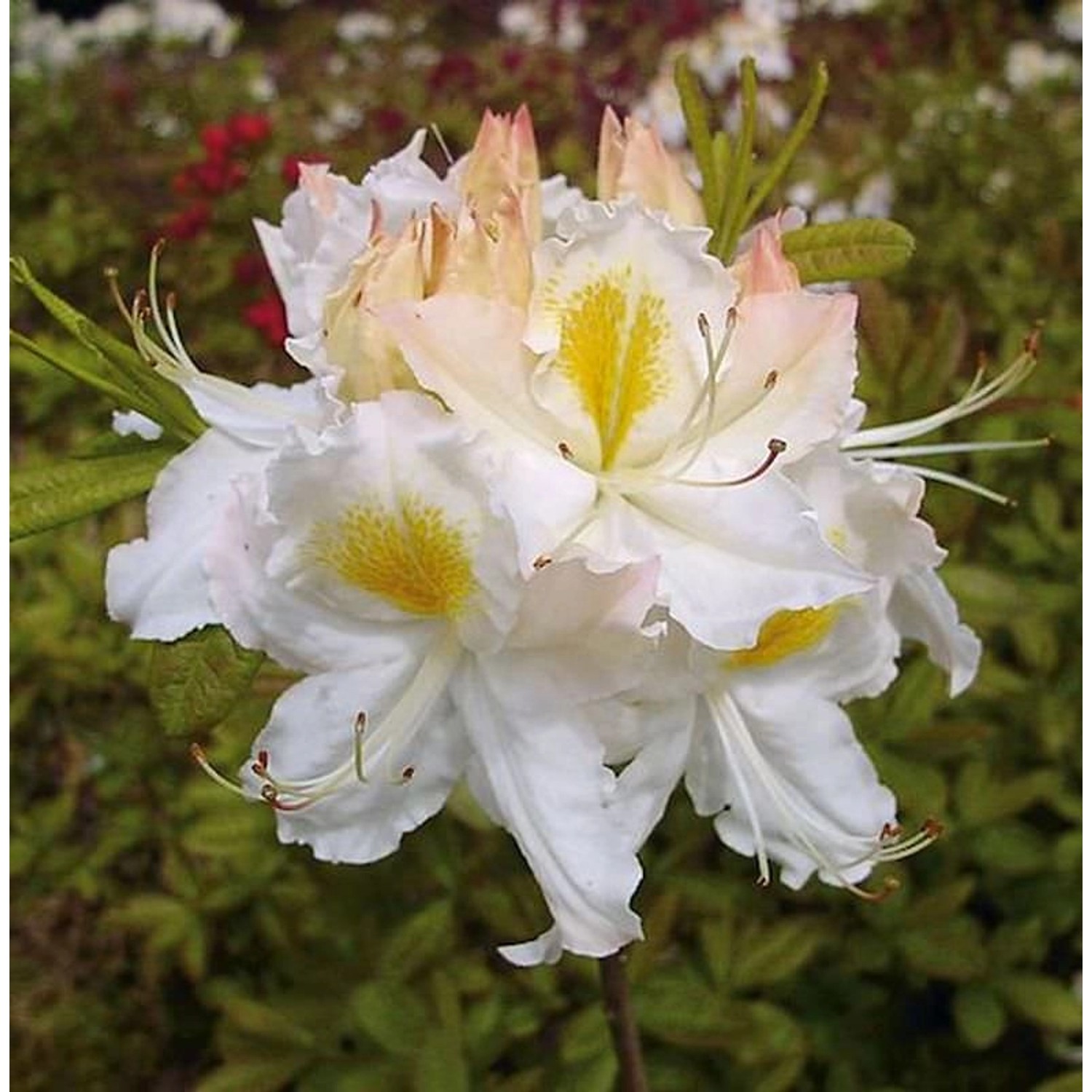 Azalee Schneegold 30-40cm - Rhododendron luteum - Alpenrose günstig online kaufen