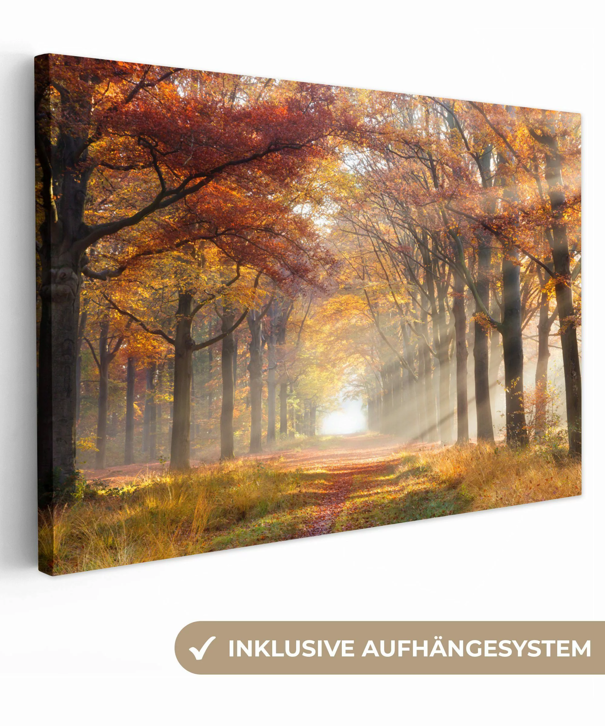 OneMillionCanvasses® Leinwandbild Herbst - Wald - günstig online kaufen