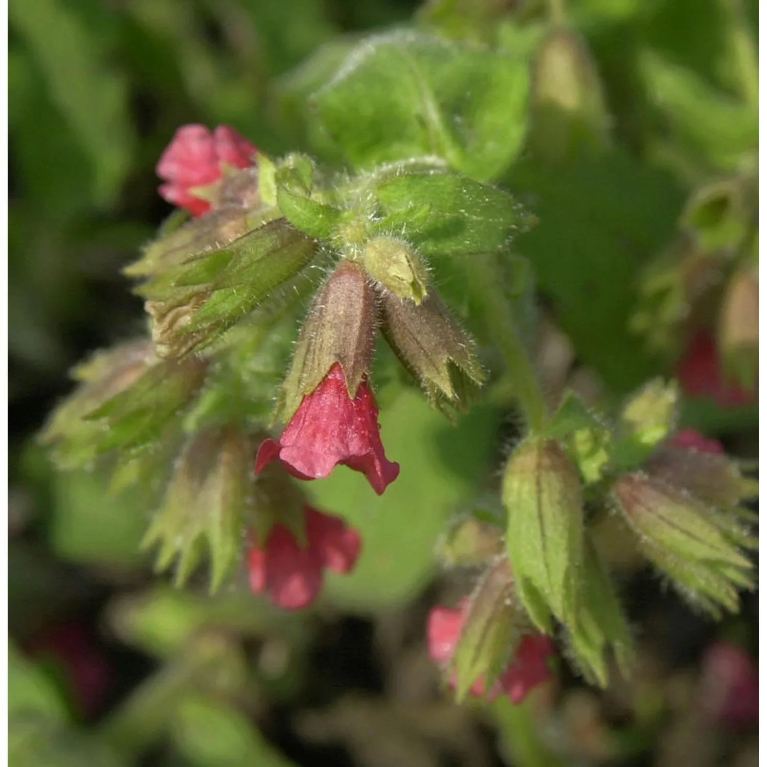 Lungenkraut Redstart - Pulmonaria rubra günstig online kaufen