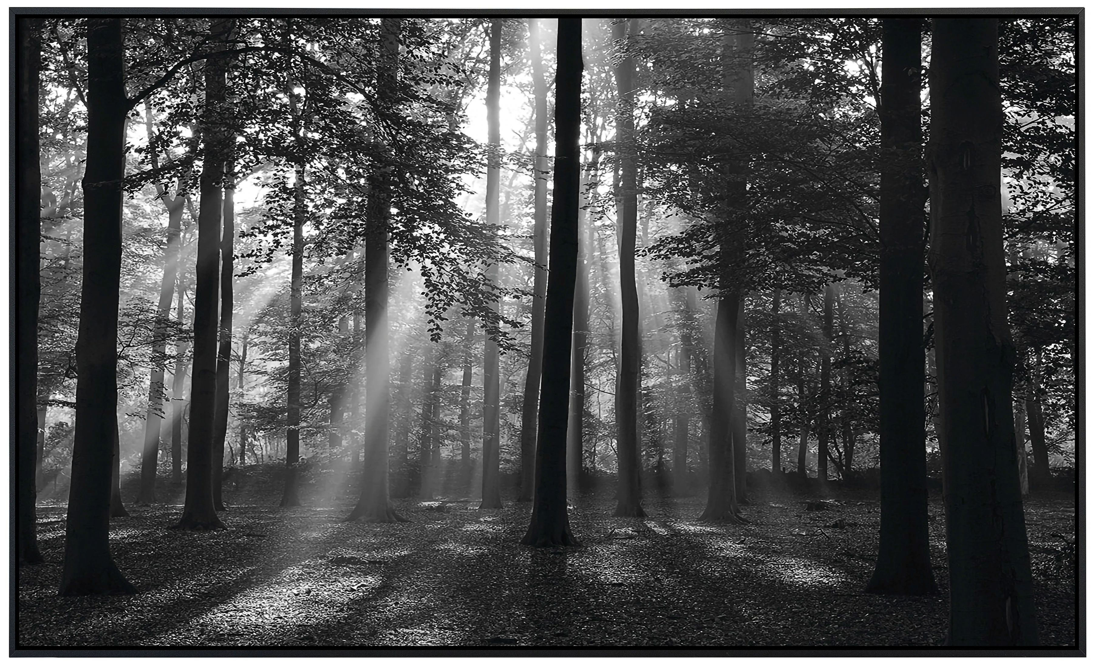 Papermoon Infrarotheizung »Forrest Morgen in schwarz & weiß«, sehr angenehm günstig online kaufen