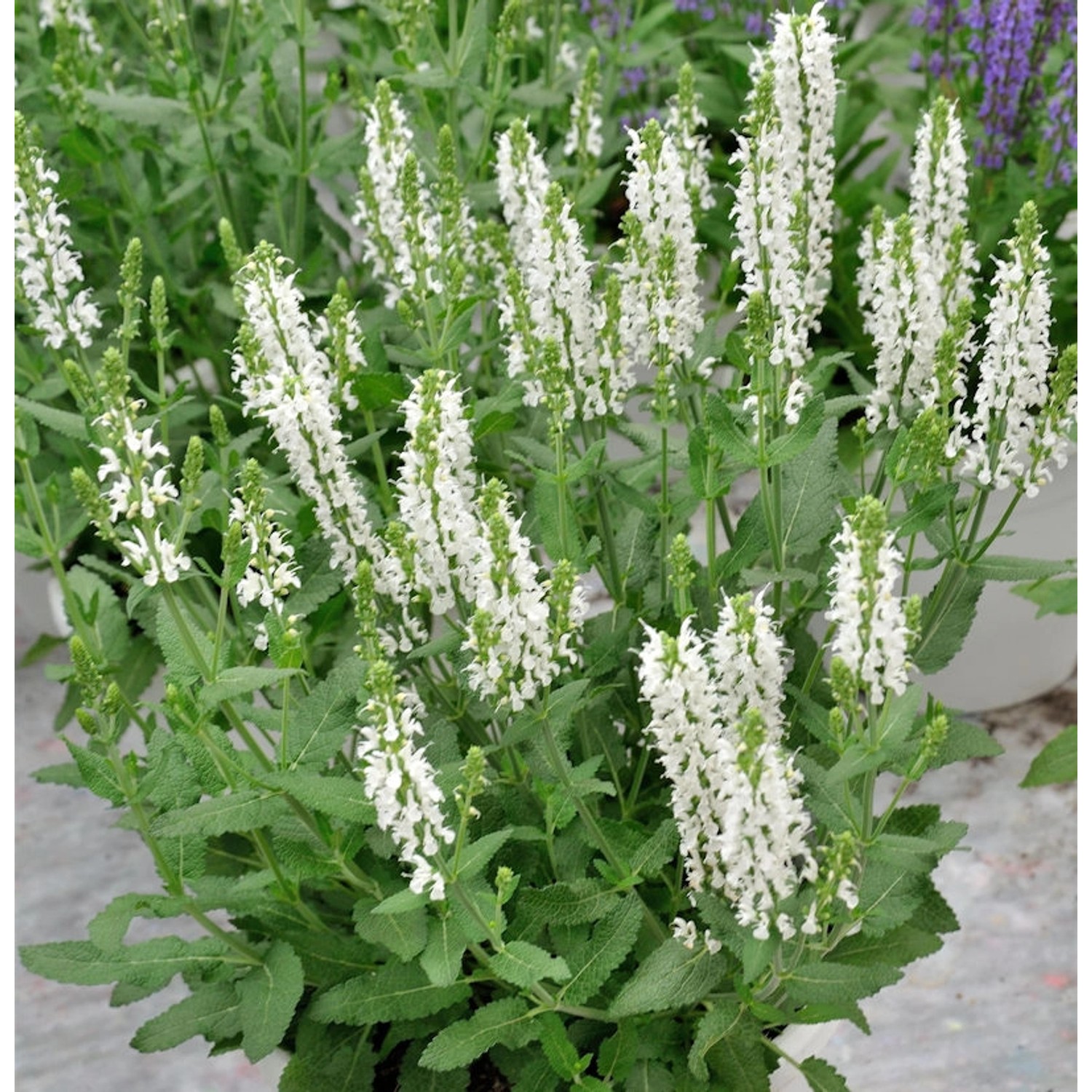 Salbei Sensation Compact White - Salvia nemorosa günstig online kaufen